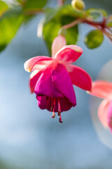 Blossom purple pink fuchsia flower on a blue background macro photography in a summertime.  Small garden flower with purple and pink petals in a sunlight closeup photo. 