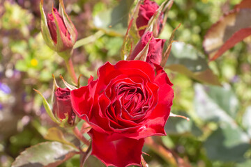 Red roses in a garden during summer