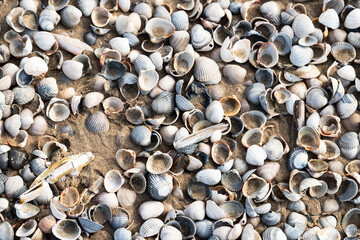Different types of shells on the beach of Texel.