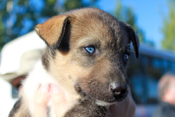 Blue Eyed Alaska Husky Puppy