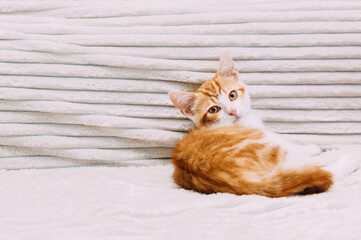 Portrait of a cute ginger kitten on the bed