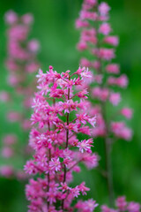 Blossom pink Astilbe flower a on a green background in summer macro photography. Light red false spirea flowering plant with mini flowers closeup photo on a sunny day.	
