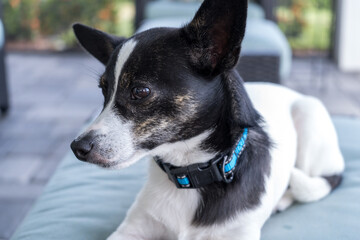 Portrait of Rat Terrier Puppy