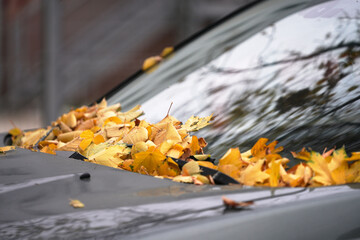 Autumn leaf fall. Yellow maple leaves on the windshield of the car. Selective focus.