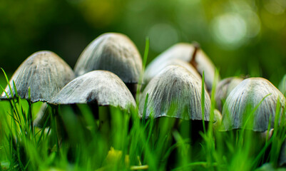 Mushroom Coprinus ,Close-up of the cap, gills and black liquid spores of a shaggy ink cap, wild mushroom with the scientific name Coprinus comatus