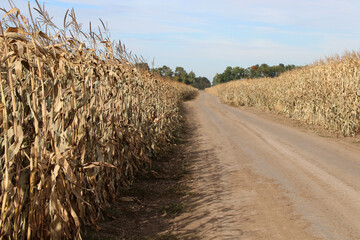 Field road among dry corn fields