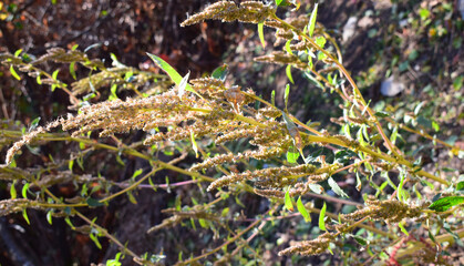 Fototapeta na wymiar Stem common amaranth with seeds and leaves. Amaranthus retroflexus, red-root amaranth, redroot pigweed.