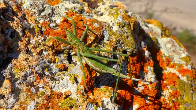 Predatory bush cricket, or the spiked magician (Saga pedo, Orthoptera), largest endangered grasshopper in Europe, Red Book