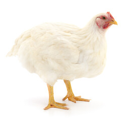 white hen isolated.
