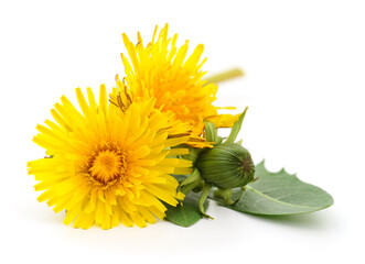 Two dandelions with leaves.