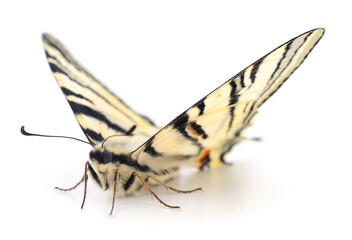 Swallowtail (Papilio machaon) isolated.