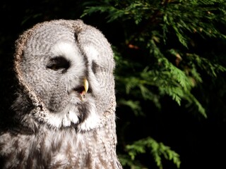 owl