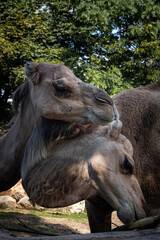 Two camels in the zoo. 
