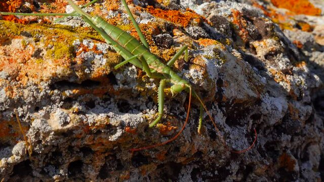 Predatory bush cricket, or the spiked magician (Saga pedo, Orthoptera), largest endangered grasshopper in Europe, Red Book