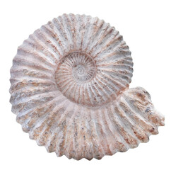 Nautilus fossil fossilized prehistorical remain of ancient animal isolated on white background....