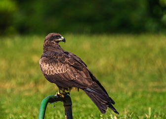 Black Kite sitting on a water pipe