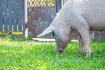 a good pig walks around the yard and eats grass