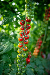 Obraz premium Beautiful red ripe cherry tomatoes grown in a greenhouse