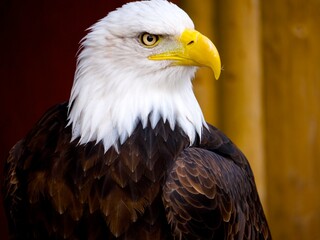 Obraz premium golden eagle