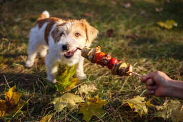 Wire-haired Jack Russell Terrier puppy pulls a barbecue stick