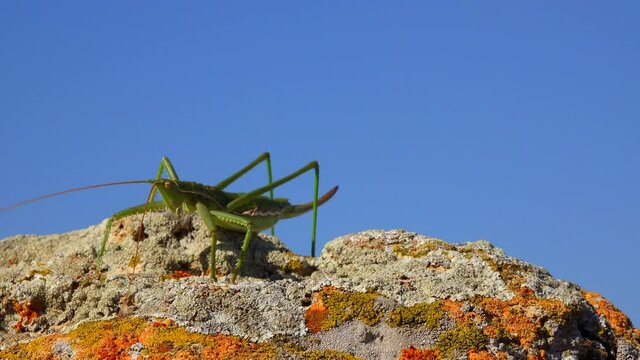 Predatory bush cricket, or the spiked magician (Saga pedo, Orthoptera), largest endangered grasshopper in Europe, Red Book