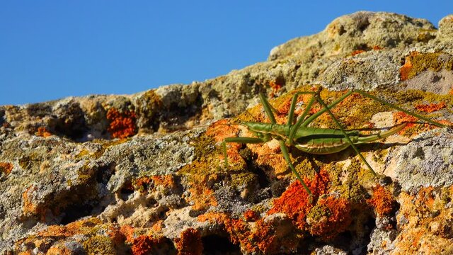 Predatory bush cricket, or the spiked magician (Saga pedo, Orthoptera), largest endangered grasshopper in Europe, Red Book