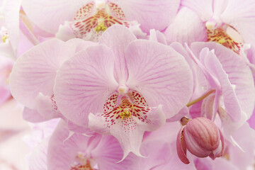 Fototapeta na wymiar Closeup of Blooming Pink Phalaenopsis Orchid Flowers