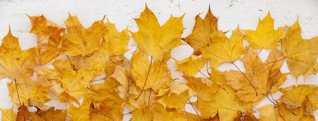 Multicolored Autumn leaves lie on white wooden table. A bunch of colorful leaves of marple. Flat lay. Autumn concept