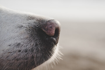 Hundeschnauze am Strand