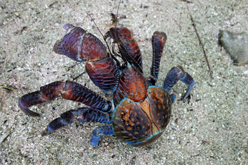 Closeup shot of a Coconut crab (Birgus latro, robber crab or palm thief) - obrazy, fototapety, plakaty