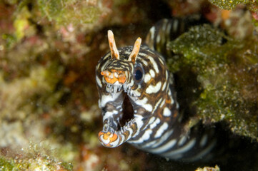 Selective focus shot of dragon moray eel in coral reefs