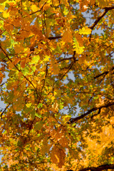 oak tree with autumn branches and leaves