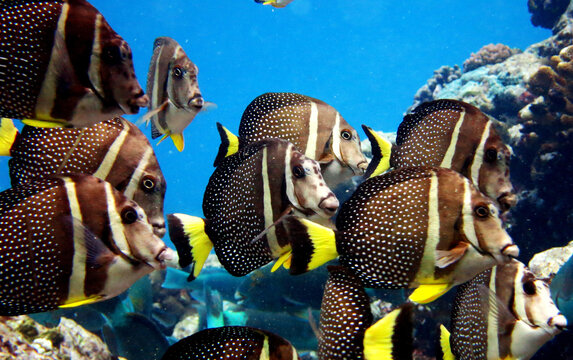 Closeup shot of white-spotted surgeonfish (acanthurus guttatus)