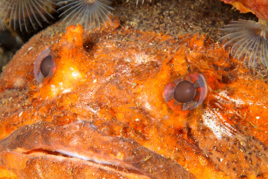Closeup shot of an oyster toadfish