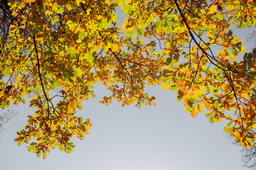 oak tree with autumn branches and leaves