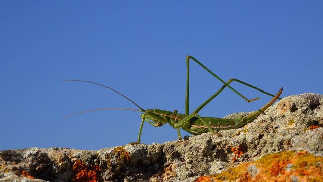 Predatory bush cricket, or the spiked magician (Saga pedo, Orthoptera), largest endangered grasshopper in Europe, Red Book