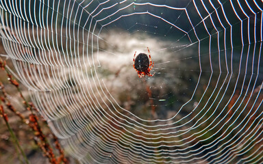 The fat European garden spider or Araneus diadematus in the middle of its web patiently waits for...