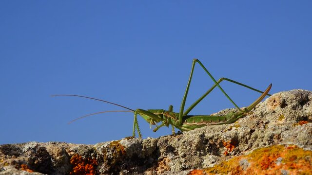 Predatory bush cricket, or the spiked magician (Saga pedo, Orthoptera), largest endangered grasshopper in Europe, Red Book