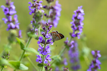 I Polyommatus agestis (Polyommatus agestis) on wild mint flower