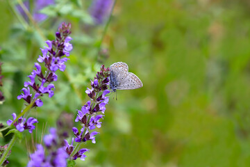Blue-eyed Butterfly (Polyommatus icarus) on a peppermint flower