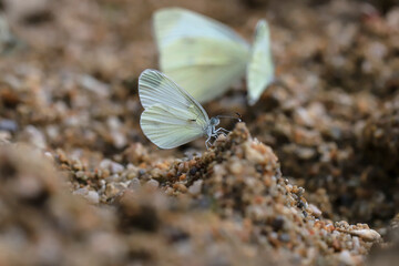 Delicate Forest White butterfly ( Leptidea sinapis ) taking minerals from the ground