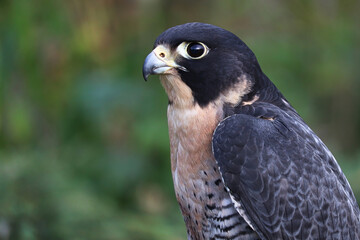 Side protrait of a Peregraine Falcons head