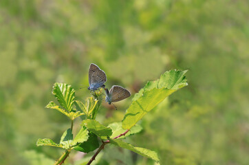 Many-eyed Mazarin Blue butterfly (Polyommatus semiargus) mating on a plant