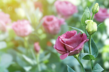 Blooming Purple Lisianthus, Eustoma Flowers in the Garden