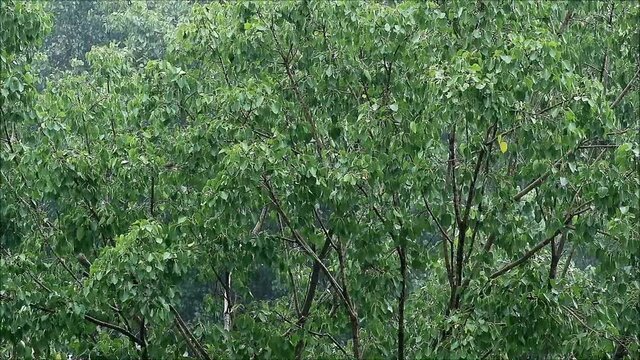 Footage of green foliage of big Bodhi tree in the light rain shower
