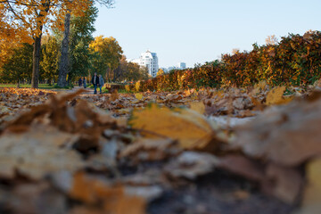 autumn leaves on the ground