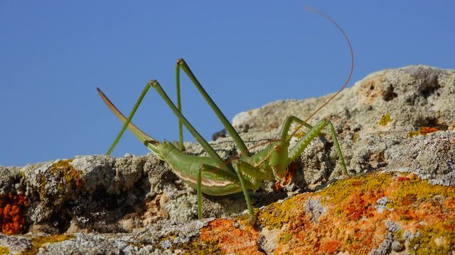 Predatory bush cricket, or the spiked magician (Saga pedo, Orthoptera), largest endangered grasshopper in Europe, Red Book