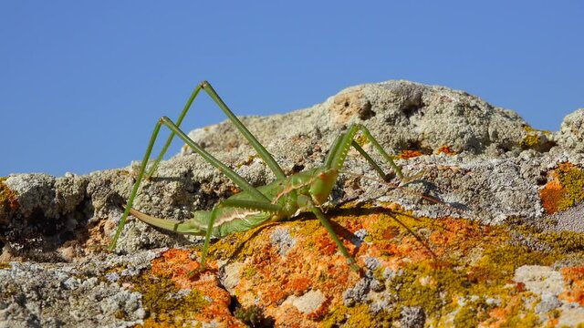 Predatory bush cricket, or the spiked magician (Saga pedo, Orthoptera), largest endangered grasshopper in Europe, Red Book