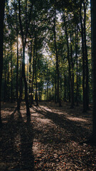 Obraz premium Las bukowy