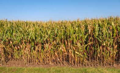 At the edge of a field with colorful silage maize. The maize is harvest ripe now. The photo is...